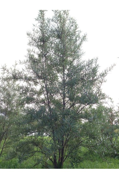 Високий прямий кущ обліпихи Лорд